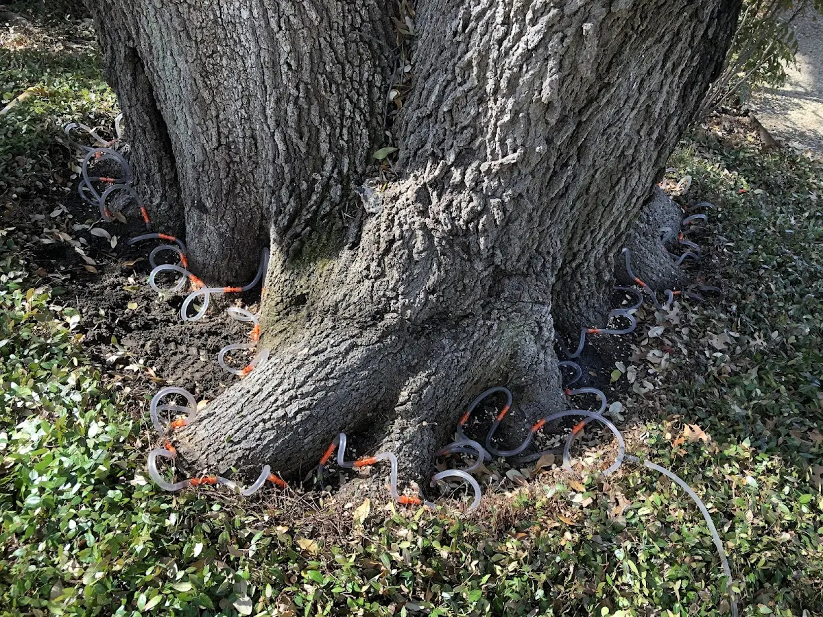 Detailed Tree Cabling and Bracing job site in Shallotte